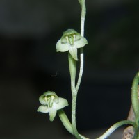 Habenaria reniformis (D.Don) Hook.f.